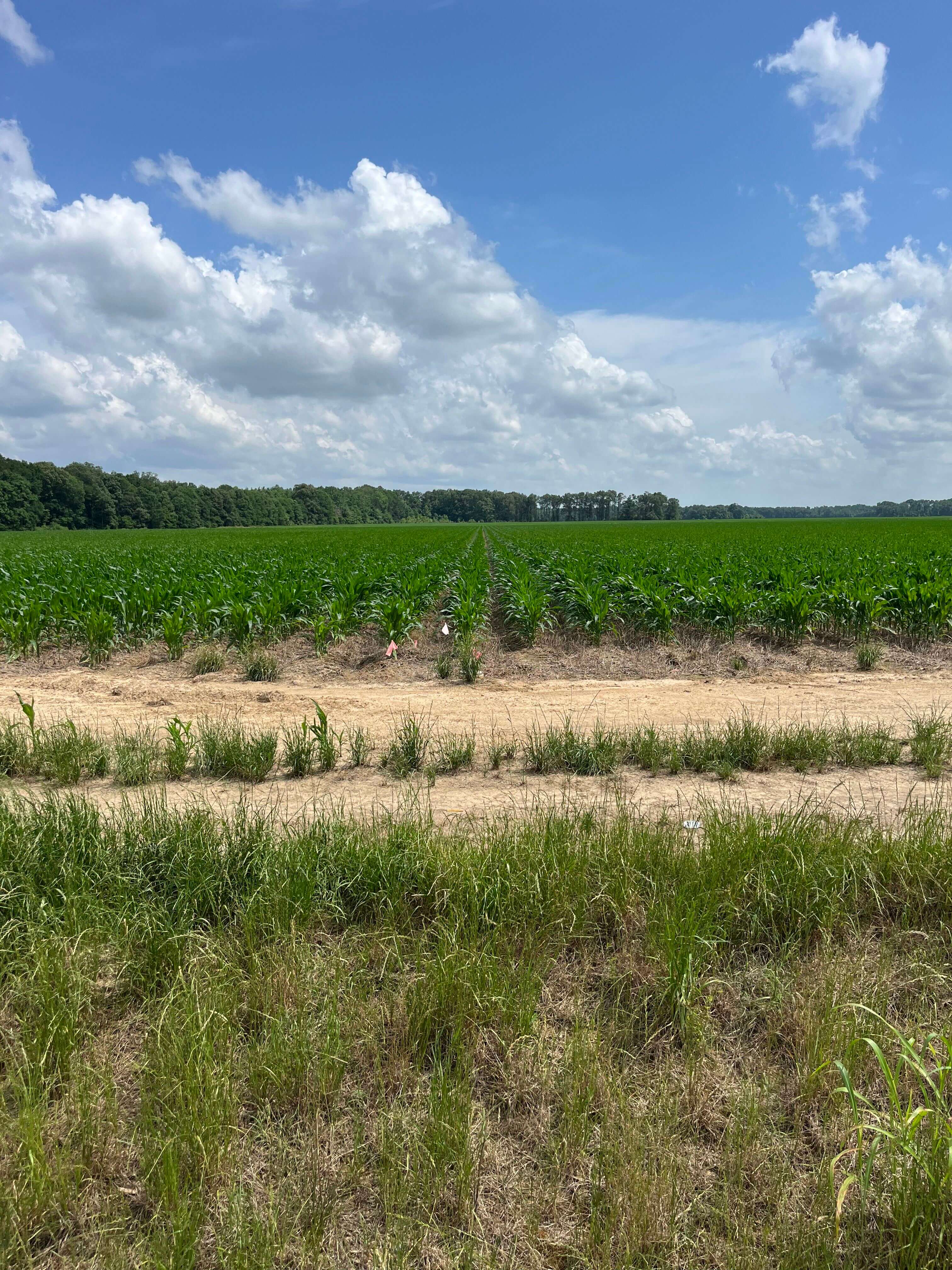 Franklin 578 – Highly Productive, Irrigated Farmland in Franklin Parish, LA